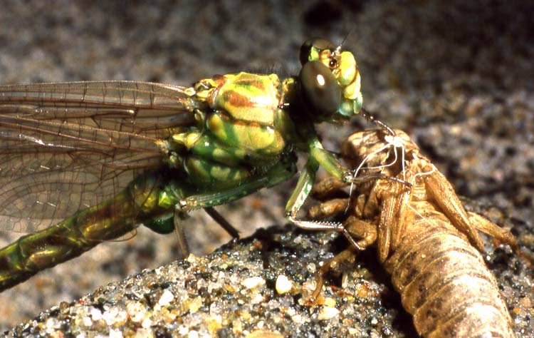 Libellule: lieti eventi nel fiume Po - Gomphus flavipes